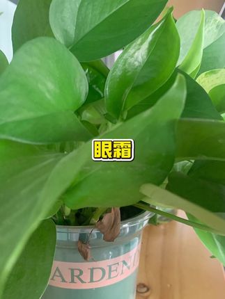 【拍一发五】眼霜湿补水滋润女#眼霜 #保湿眼霜 #滋润眼霜 #补水眼霜 #眼霜推荐