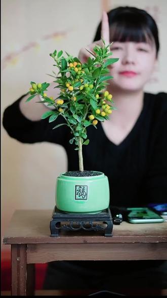 家里阳台变美!福豆豆金色豆盆栽,好看又易养!