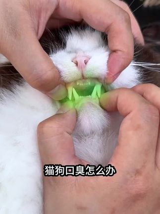 宠物口腔洁齿喷雾,不要等嘴巴臭臭的才来好,每个礼拜喷两次,再也不怕毛孩子嘴巴臭臭啦~