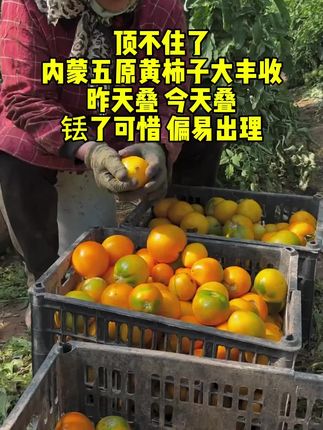 #五原黄柿子 #西红柿 #老品种西红柿 #口感特别好价格实惠 #优质农产品