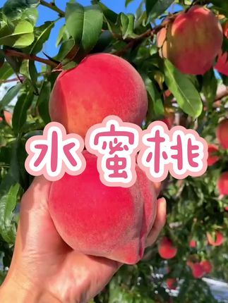 水蜜桃 夏天的味道离不开水蜜桃,它不仅颜值高,味道也是甜到心里。我们的水蜜桃都是新鲜采摘,保证每一颗都饱满多汁,无论是自己吃还是送亲友都很合适哦!快来尝一尝这甜蜜的滋味吧!#水蜜桃 #优质农产品 #三农 #抖音新农人 #脆甜多汁