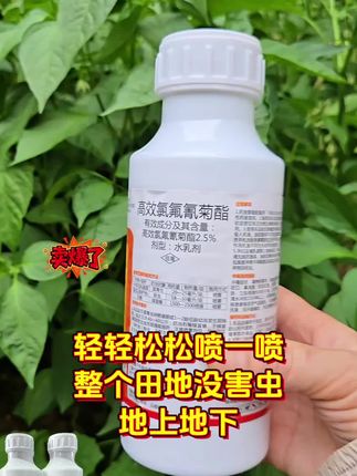 农友们,高效氯氟氰菊酯您备好了吗?#农业种植 #病虫害防治 #强烈推荐 #高效氯氟氰菊酯 #杀虫剂