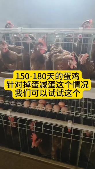 150-180天的蛋鸡针对掉蛋减蛋,大部分就是我说的这种情况了#鸡病防治 #科学养鸡小秘招 #蛋鸡养殖 #抖音养鸡人 #养鸡人