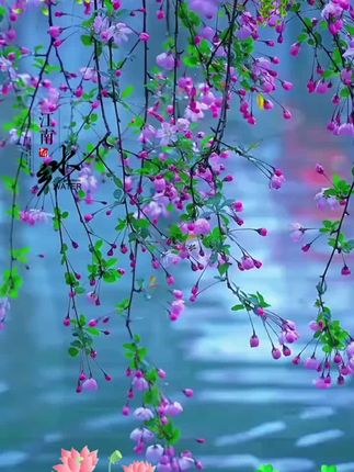 #秀丽的江南水乡。风景美如画。