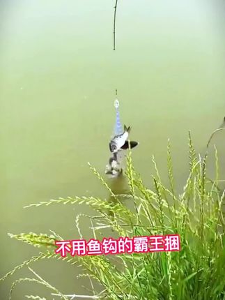 #户外钓鱼 #霸王捆 #新手钓鱼 #霸王捆无钩渔网
