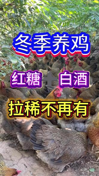 红糖加白酒,拉稀不再有。#养鸡#养鸡人#养鸡小妙招#养鸡小技巧#科学养鸡