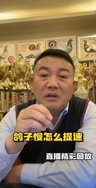 鸽子慢怎么提速 鸽子慢怎么提速#赛鸽 #赛鸽比赛 #信鸽赛鸽 #信鸽 #养鸽人