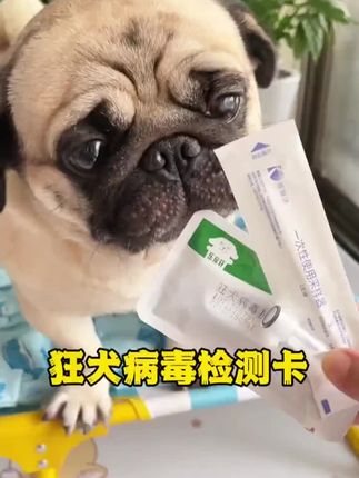 被猫狗抓伤、咬伤需要立刻打疫苗吗?狂犬病的死亡率是百分之百,不要抱着侥幸的心理在家随便处理。首先我们第一时间就是清理伤口,然后用正规的检测卡来确定狗狗是否携带狂犬病毒。操作也非常简单,用棉签提取一点点狗狗的唾液,放在检测卡的圆孔处,等待五到十分钟即可。#吃货猫 #宠物猫可爱 #沉浸式猫咪吃饭 #奶猫成长记 #铲屎官的迷惑行为