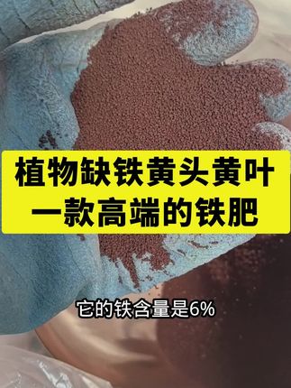 植物缺铁黄头黄叶,一款高端的铁肥,#EDDHA螯合铁 #农业种植 #植物缺铁