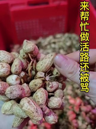 70.80回家摘花生了啵#家乡特产 #抖音助农扶农 #新鲜采摘 #三农产品 #大自然的馈赠