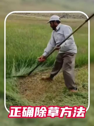 除草啦#精草铵膦铵盐 #除草剂