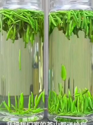 特级全芽雀舌绿茶2025新茶叶正宗明前贵州湄潭翠芽高山毛尖浓香型#全芽雀舌绿茶 #全芽雀舌绿茶 #全芽雀舌绿茶 #全芽雀舌绿茶 #全芽雀舌绿茶 @抖音小助手 @DOU+小助手 @DOU+好生意