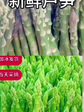 现摘特级芦笋,时令头茬鲜!精挑细选嫩茎,现采现发锁鲜。顺丰包邮速达,脆嫩多汁清香,餐桌尝鲜优选。