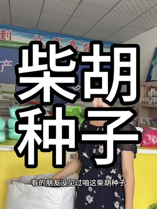 优质北柴胡良种#柴胡#北柴胡