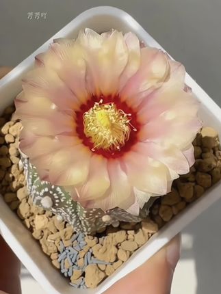 花友们!想养仙人球又怕刺;那就养兜球;它不仅长得可爱还全身无刺,开花还漂亮,好养易活;喜欢的花友赶紧入手哦~~ #花卉绿植 #仙人球 #爱生活爱养花 #养花小知识 #强烈推荐