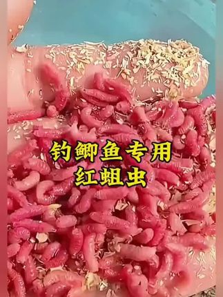 精品红蛆虫活饵钓鱼饵料适合鲤鱼鲫鱼野钓用垂钓溪流鲜活钓鱼蛆虫#钓鱼 #红蛆虫 #野钓 #爆护饵料 #钓鱼人