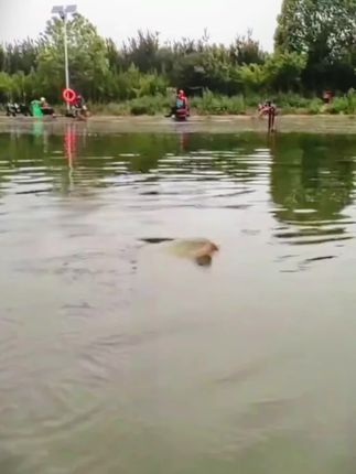 想要夏季高温别别人鱼获多,不妨试试这款老坛谷麦,有效避开小杂鱼,专攻水里的大鲫鱼大鲤鱼#谷麦逗钓 #谷麦 #谷麦钓 #户外钓鱼 #钓大鱼