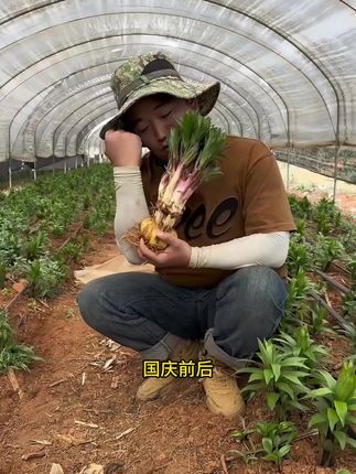 9 月种球紧急上车!耐寒 - 20℃的重瓣百合,北方庭院埋土就活,冬天直接爆花#重瓣百合种球 #北方耐寒花卉 #秋季种花攻略 #庭院花卉