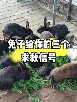 兔子给你的三个,求救信号#三农 #养兔 #科学养兔 #养兔人 #兔子