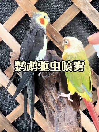 鹦鹉驱虫喷雾#萌宠出道计划 #手养鹦鹉 #萌宠好物#养鸟经验分享 #无限回购的宝藏单品