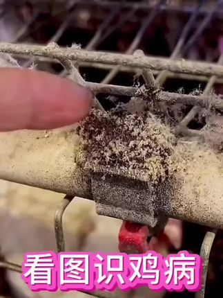 #鸡#养鸡 #寄生虫