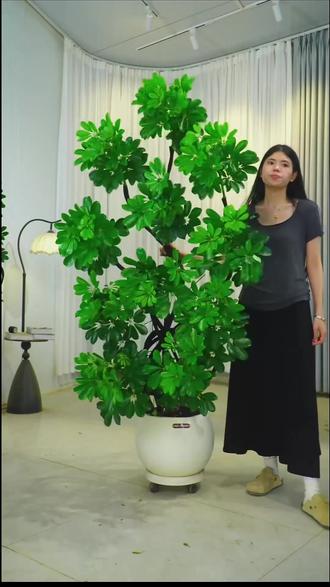 造型鸭脚木!懒人友好还能凹造型?