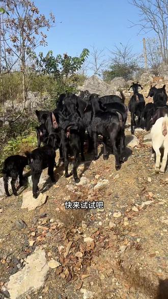 #真实生活分享计划 我的作品加入了真实生活分享计划。原来真的会被看见# #农村养殖 #三农流量扶持计划 #放羊日常#生态放养