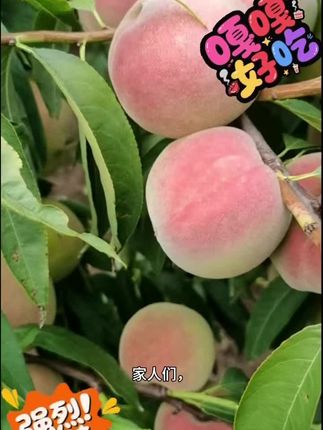 #丰收的果实 #桃子🍑 #青州蜜桃 #脆桃 #抖音助农