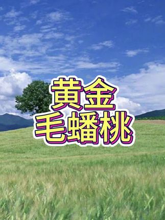 黄金毛蟠桃
