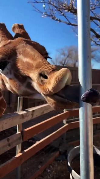 #内容启发搜索
长颈鹿为什么喜欢舔钢管?