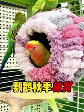 #鹦鹉保暖鸟窝#鹦鹉怕冷#鹦鹉日常 #养鹦鹉#鸟窝推荐
