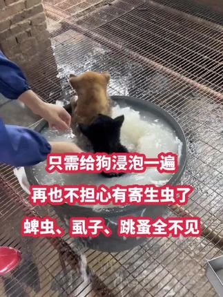 狗狗驱虫大作战 #养狗经验分享 #养狗人 #养狗 #新手养狗