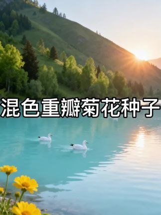 混色重瓣菊花种子#太漂亮了 #超美 #治愈 #解压 #好物推荐🔥