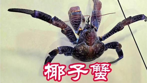 斐济椰子蟹 #最大螃蟹 #椰子蟹#带你看世界 #旅行碎片