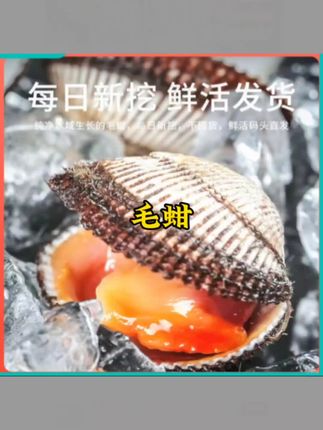 毛蚶连云港鲜活鲜货毛蛤野生赤贝新鲜海鲜贝类水产无沙毛蚶子#好吃推荐 #毛蚶子 #好吃推荐分享