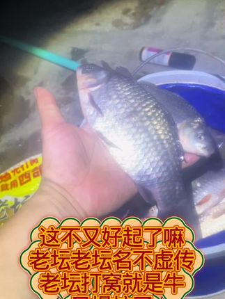 西部风新品老坛蜂蜜玉米,西部风打窝就是牛,打窝就用西部风,#钓鱼技巧 #西部风窝料 #无限回购的宝藏单品