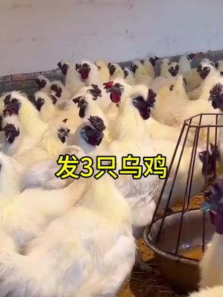 乌鸡炖汤鲜汤味美#营养丰富#舌尖上的味道 #美食#乌鸡炖汤