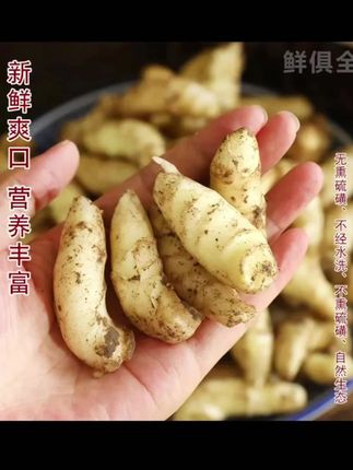 新鲜小嫩姜芽山东嫩姜生姜嫩芽子姜仔姜全芽头可做糖醋姜泡姜#姜 #新鲜姜 #嫩姜 #生姜 #山东生姜