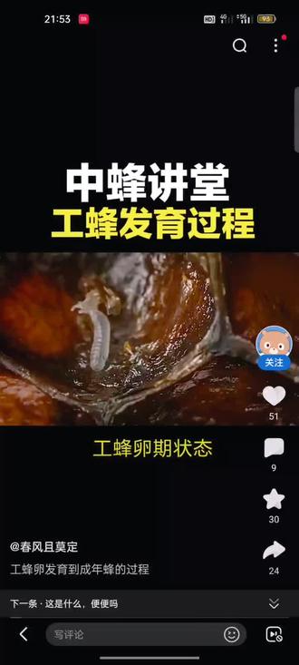 中蜂工蜂卵发育成工作蜂过程