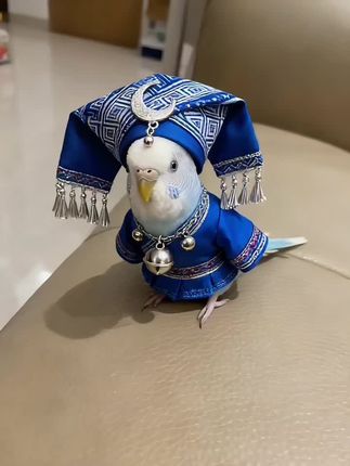 #虎皮鹦鹉 #萌宠 #名族风
