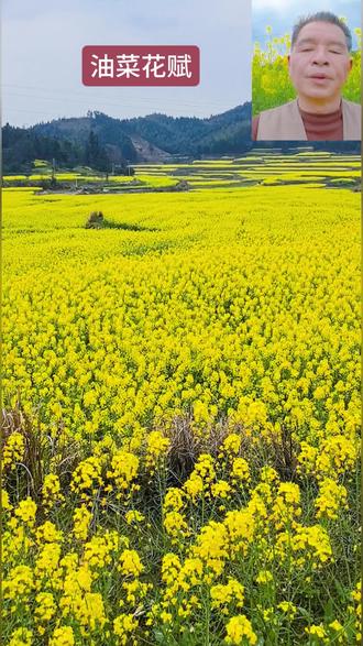 油菜花盛开的鹰嘴界,花海如星辰荡漾,美不胜收。置身其中,仿佛置身于一幅生动的油画,心旷神怡。这绚烂的景象,让人忘却尘世烦恼,只想沉醉在这片金色的海洋中,感受大自然的温柔与魅力。#油菜花盛开时节#鹰嘴界山脚花海#春暖花开