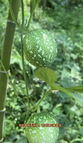 可食用野菜→栝蒌#野菜#植物百科