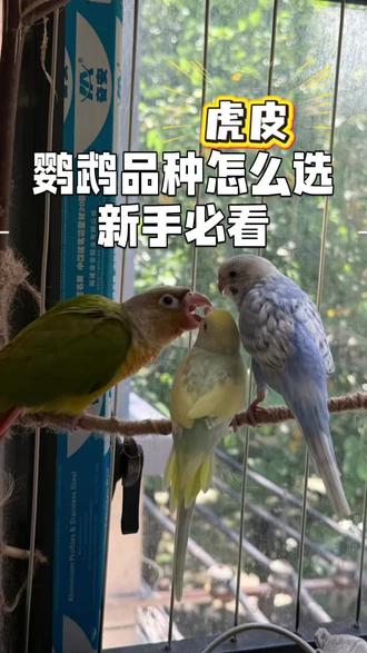 新手养鸟应该怎么选?一定要了解清楚再下手,每只鸟鸟都很珍贵#养鸟 #鹦鹉小白 #养鹦鹉入门教学 #鹦鹉怎么选