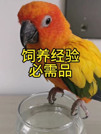 养鸟人怎能少得了这个#鹦鹉益生菌 #贝小宠益生菌 #鹦鹉 #手养鹦鹉 #鹦鹉用品