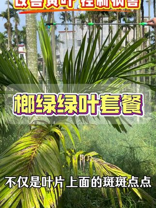 槟榔想要改善黄叶,控制病害的就用它#槟榔管理#槟榔种植#槟榔黄叶#槟榔绿叶 #病害防治