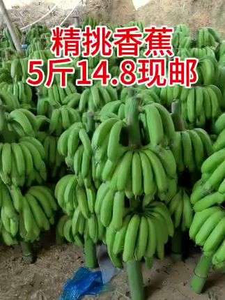 广西等香蕉