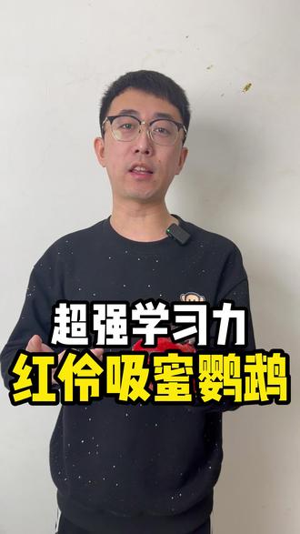 红伶吸蜜鹦鹉学习能力超强#手养鹦鹉 #鹦鹉日常 #鹦鹉 #吸蜜鹦鹉 #红伶吸蜜鹦鹉