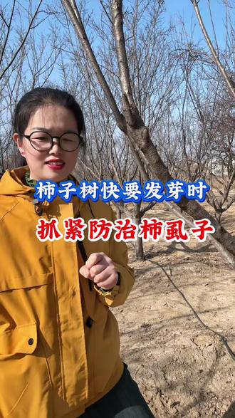 柿子树快发芽时,一定要防治柿虱子柿鳖#柿虱子#柿鳖#柿子树介壳虫专用药#柿子树介壳虫防治