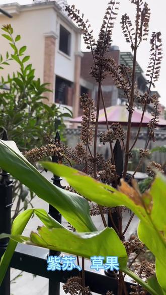 病毒🦠和免疫力暂时签订了免战协议,趁这空隙给家人做个药膳……,饭做好协议失效……😷😂