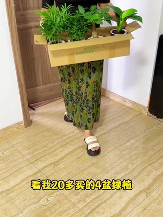 家里不知道养什么的建议看看#绿植四件套 十分划算#九里香#发财树#金钻#富贵椰子 很好养护